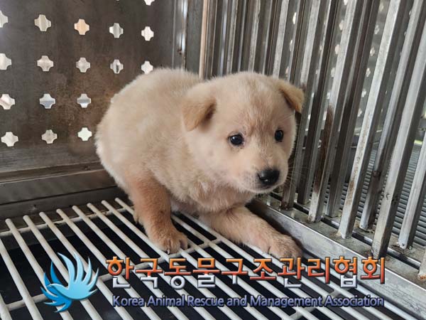종료(안락사) 믹스…