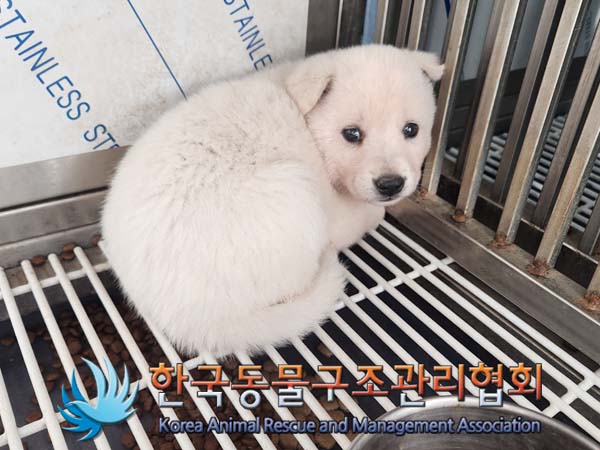 한국동물구조관리협회_441406202400908