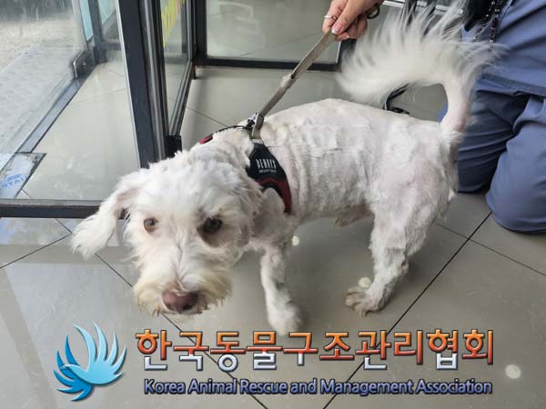 종료(반환) 믹스견…