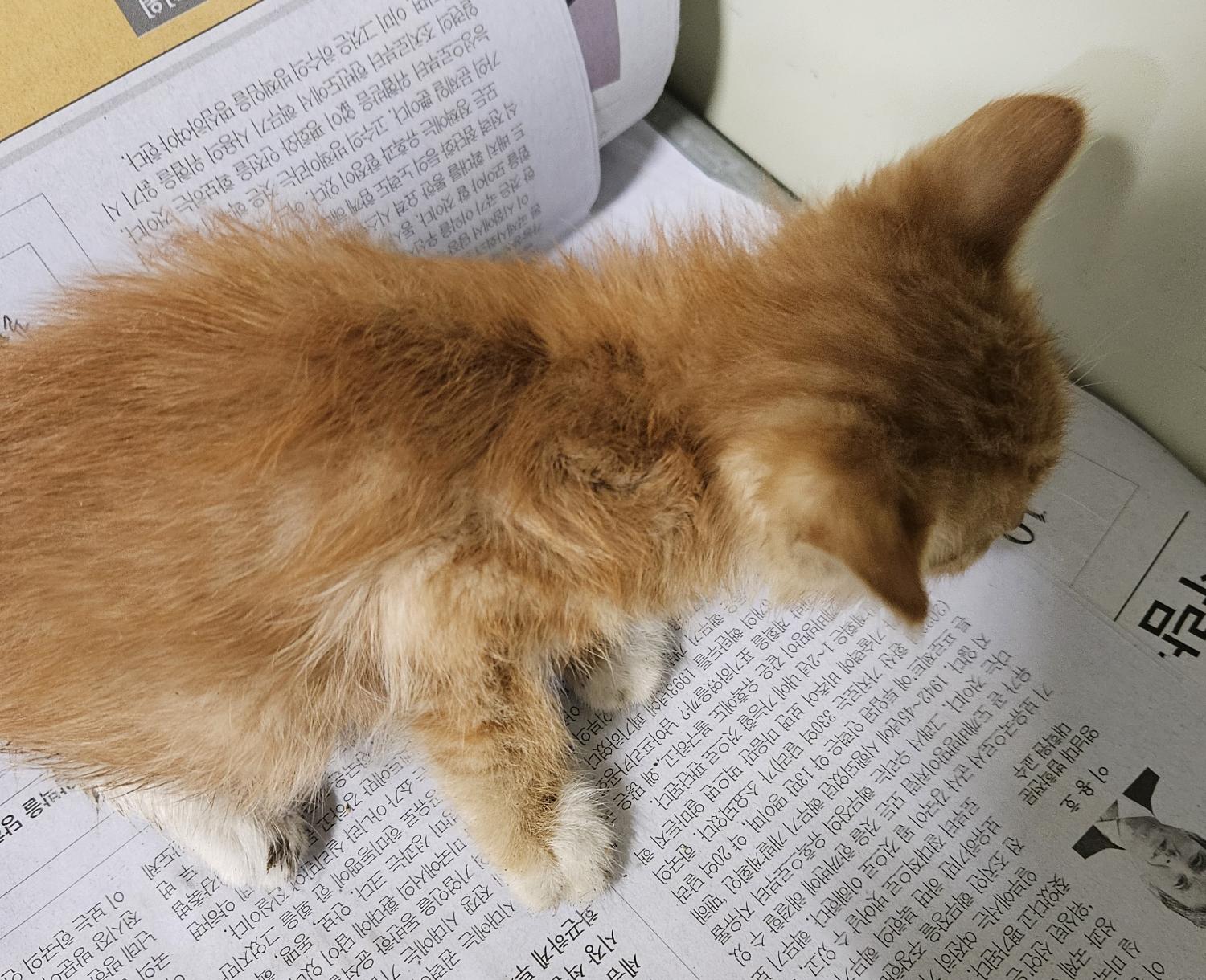 종료(자연사) 한국…