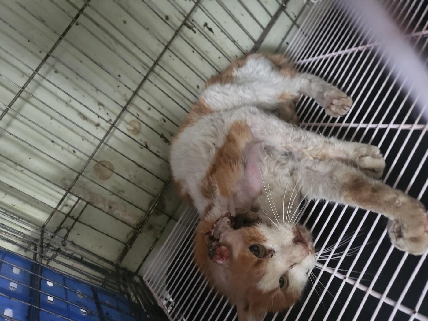 (사)하얀비둘기_426336202400244
