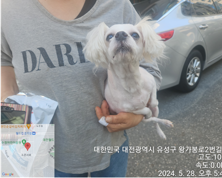 종료(입양) 말티즈…