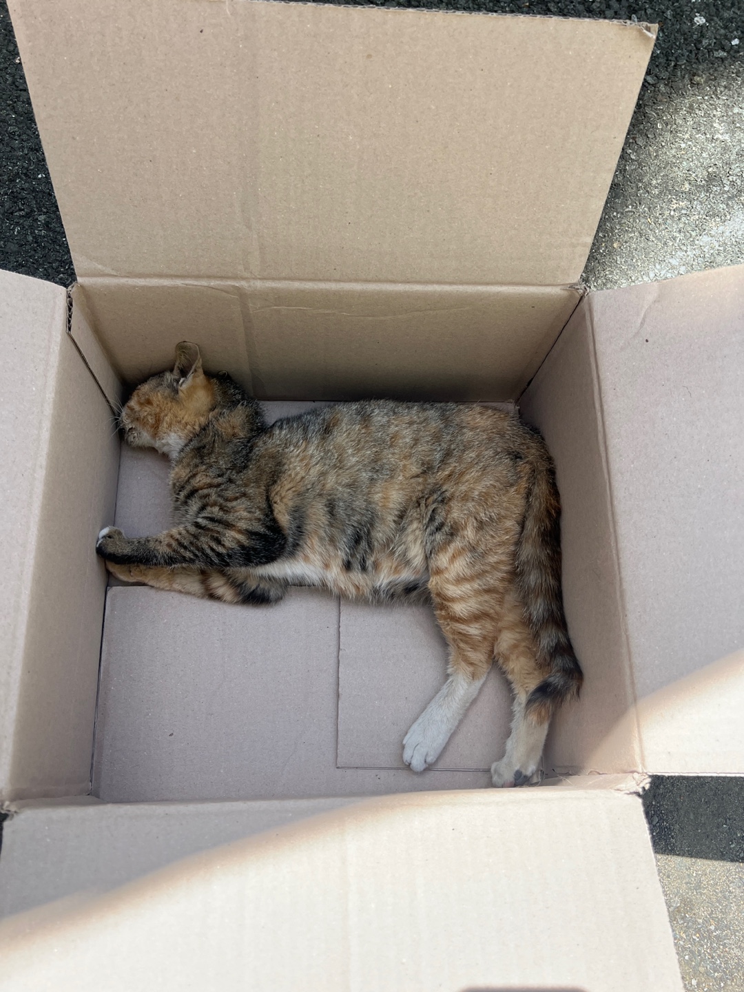 종료(자연사) 한국…