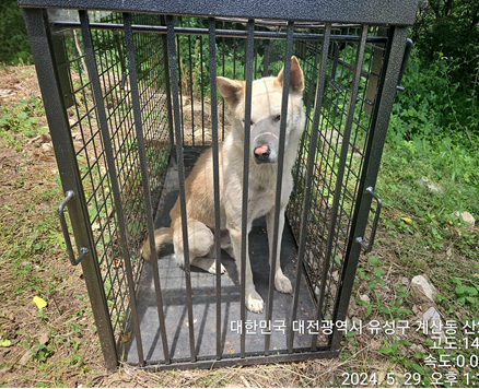 대전동물보호센터_430367202400401