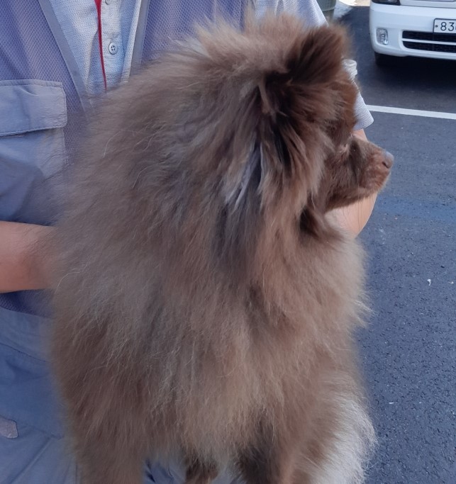 보호중 포메라니안의…
