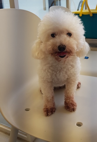 조재진동물병원_428354202400524