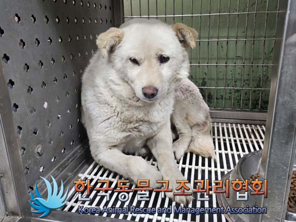 한국동물구조관리협회_441406202400918