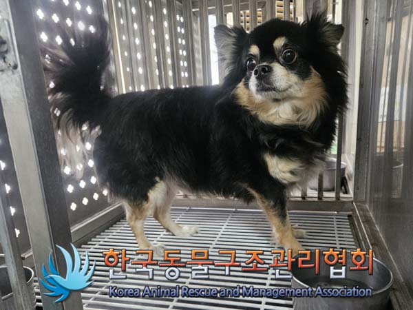 종료(안락사) 치와…