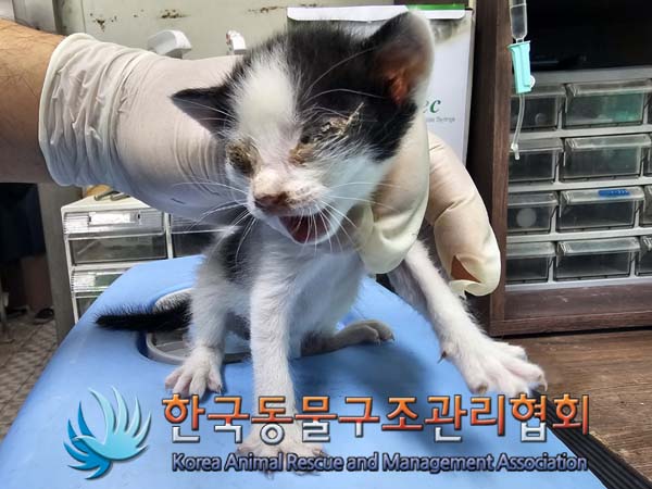 한국동물구조관리협회_441409202400710