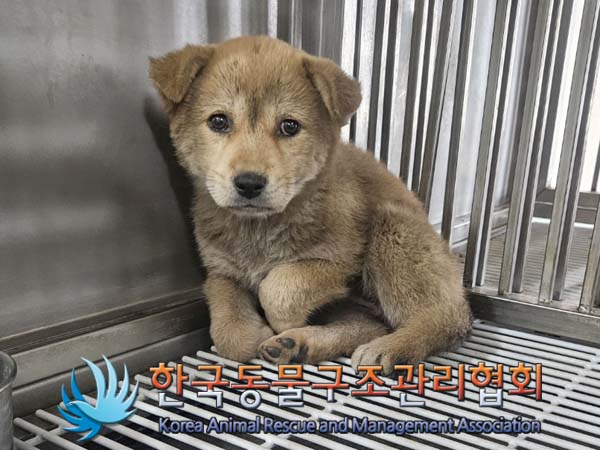 한국동물구조관리협회_441406202400920