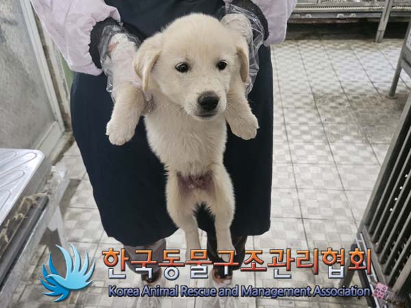 종료(입양) 믹스견…
