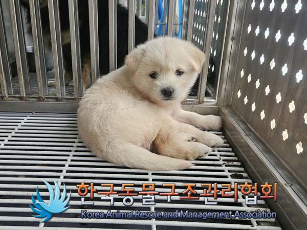 종료(자연사) 믹스…