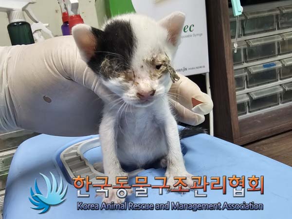 종료(자연사) 한국…