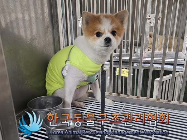종료(반환) 포메라…
