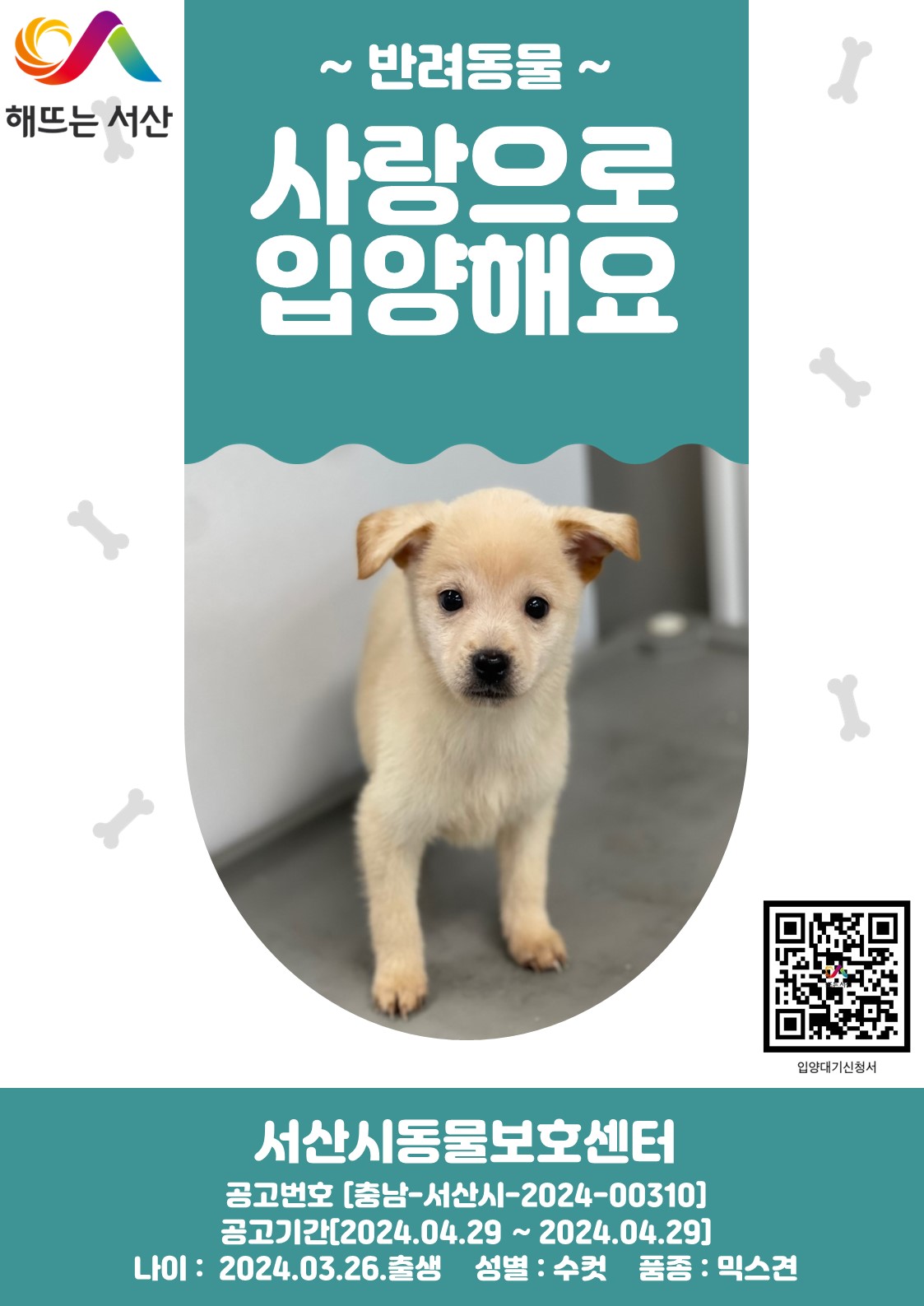 [개] 믹스견 충남-서산-2024-00310 유기동물 배경 이미지 입니다.
