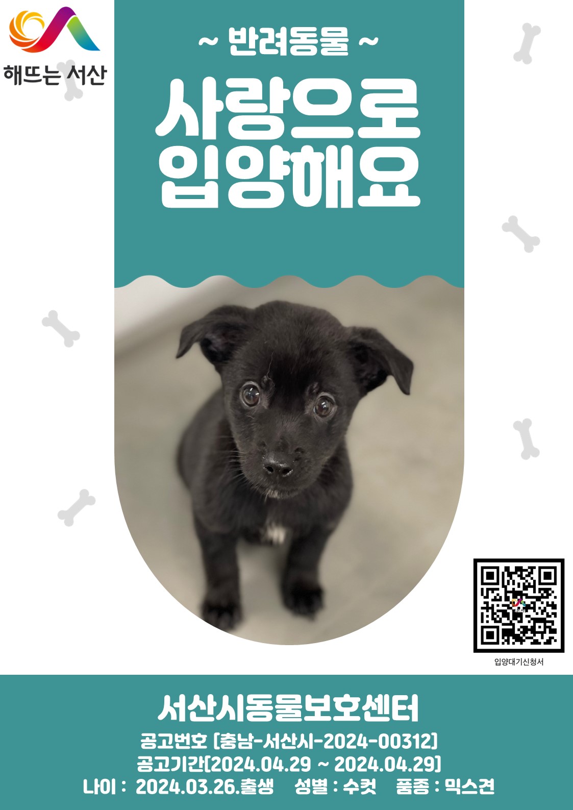 [개] 믹스견 충남-서산-2024-00312 유기동물 배경 이미지 입니다.