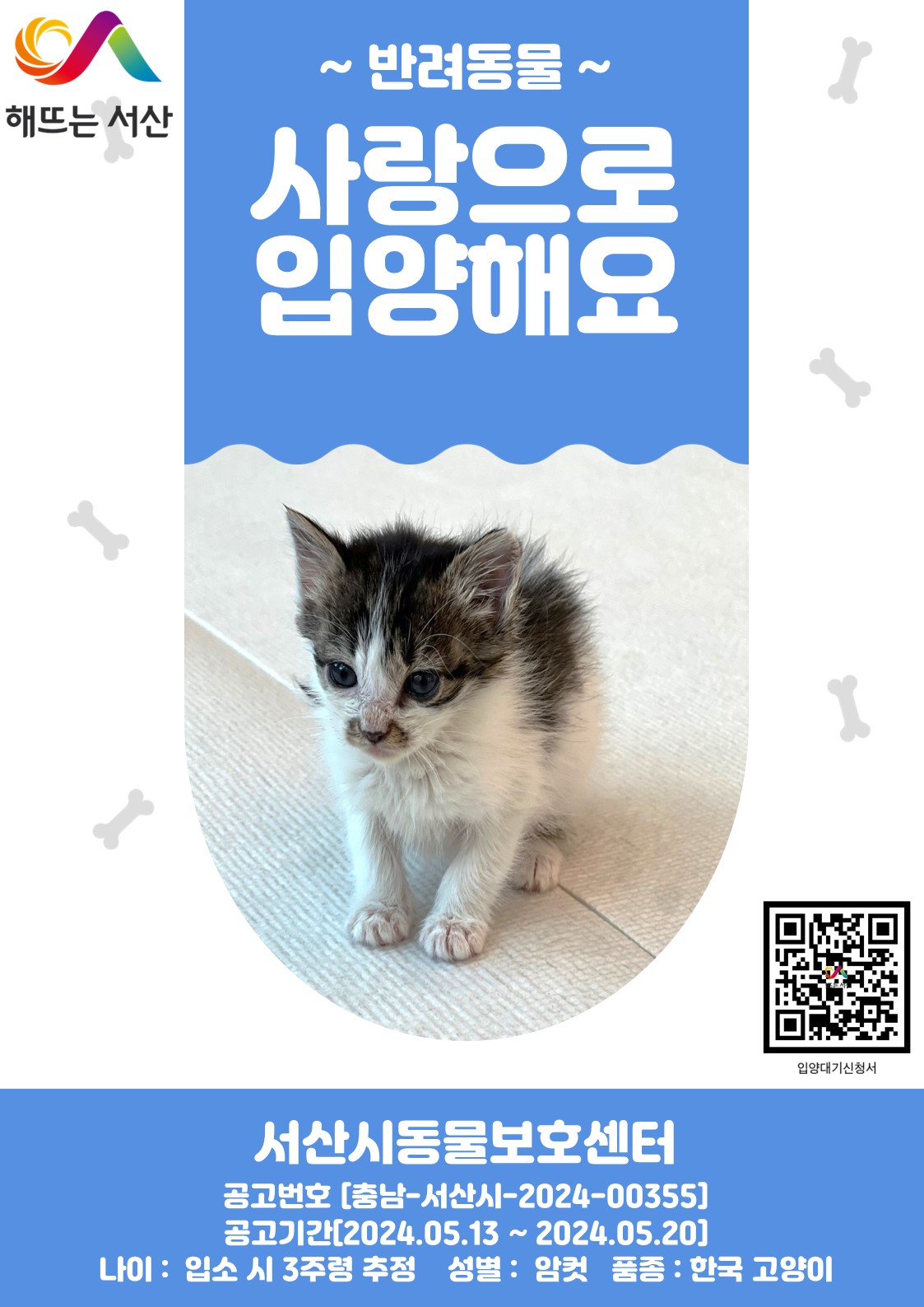 보호중 한국 고양이…
