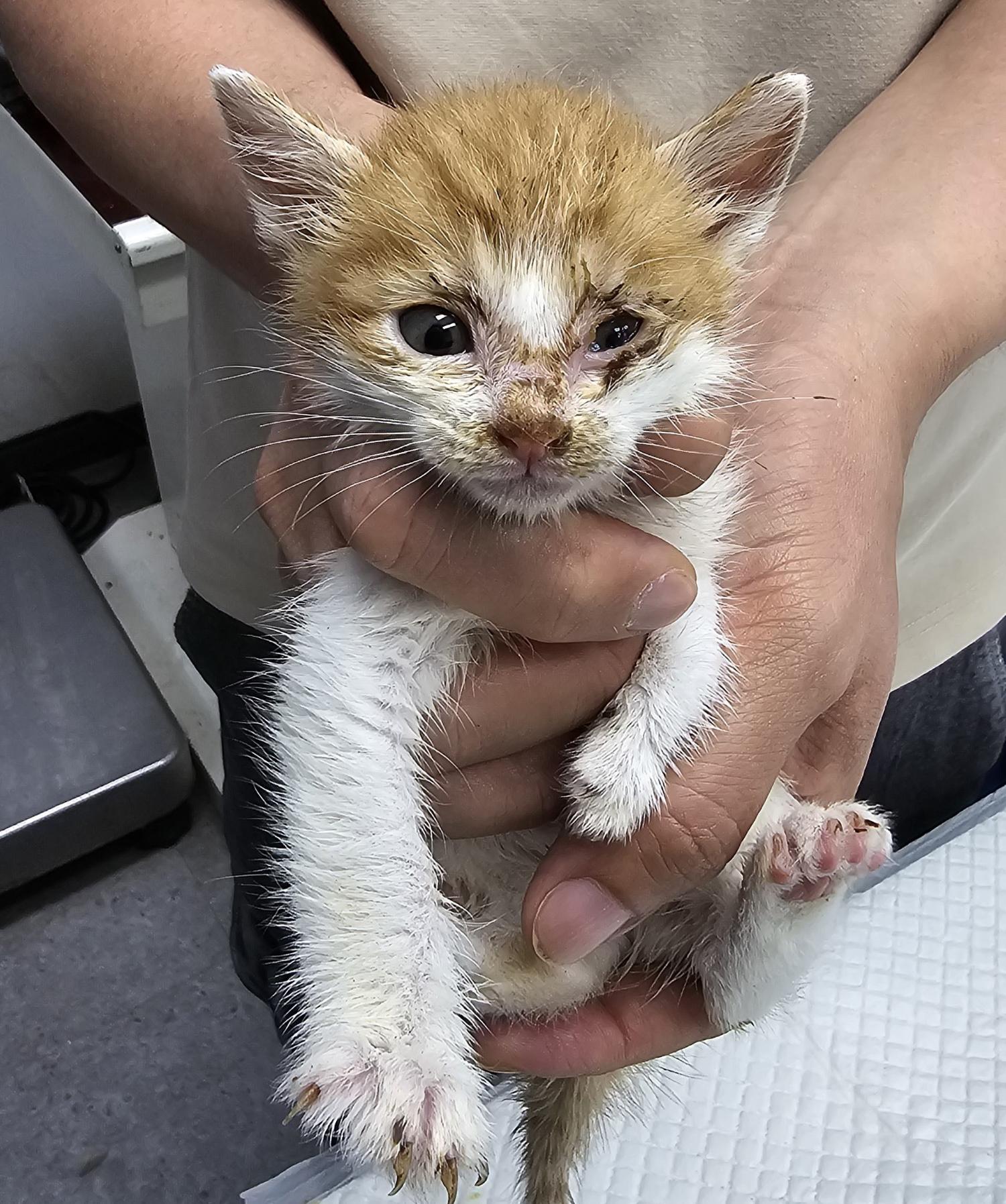 보호중 한국 고양이…