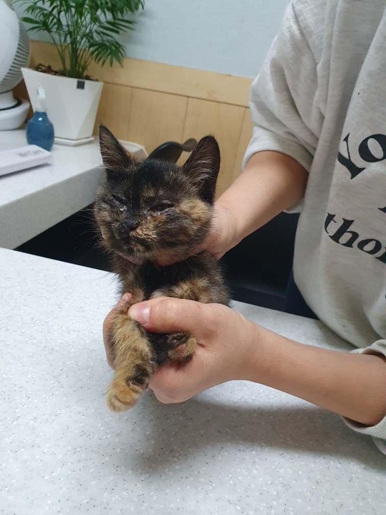 보호중 한국 고양이…