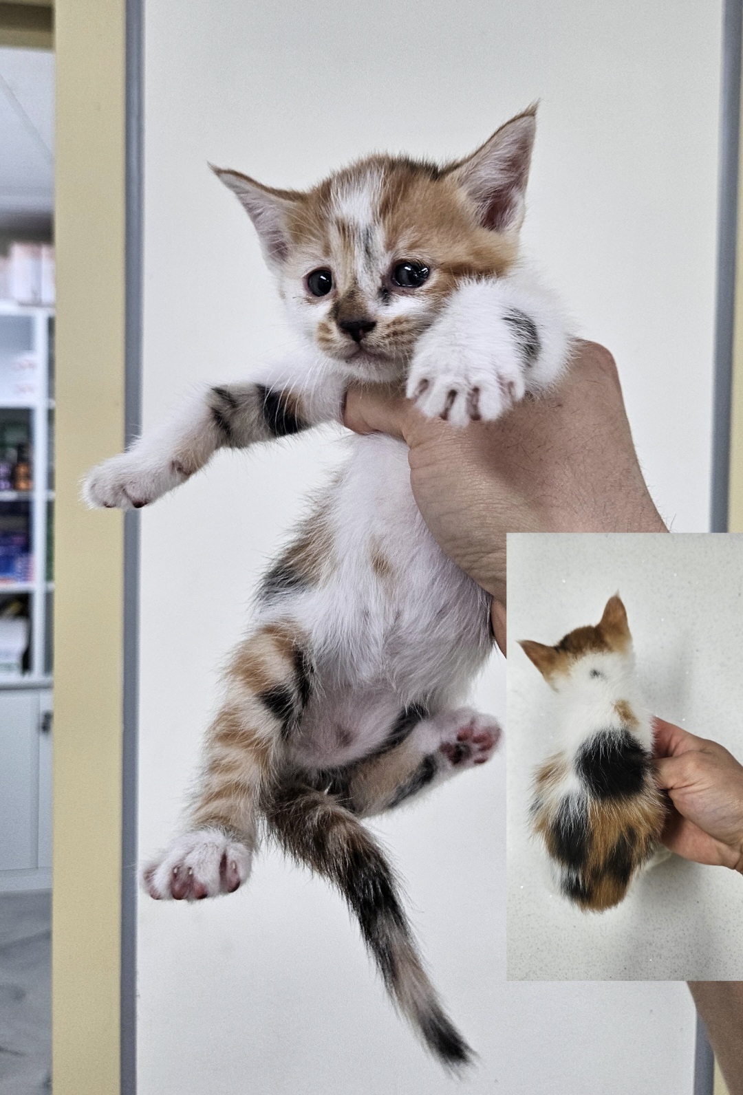 보호중 믹스묘의 가…