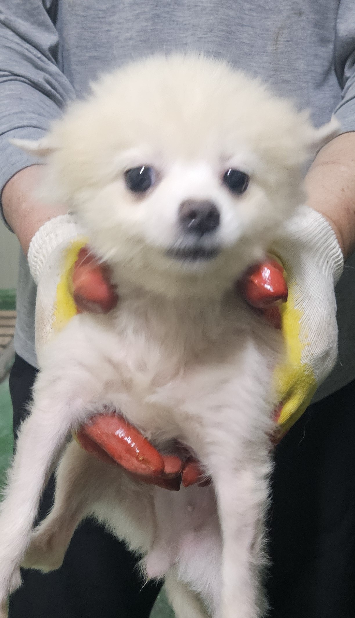 종료(안락사) 믹스…