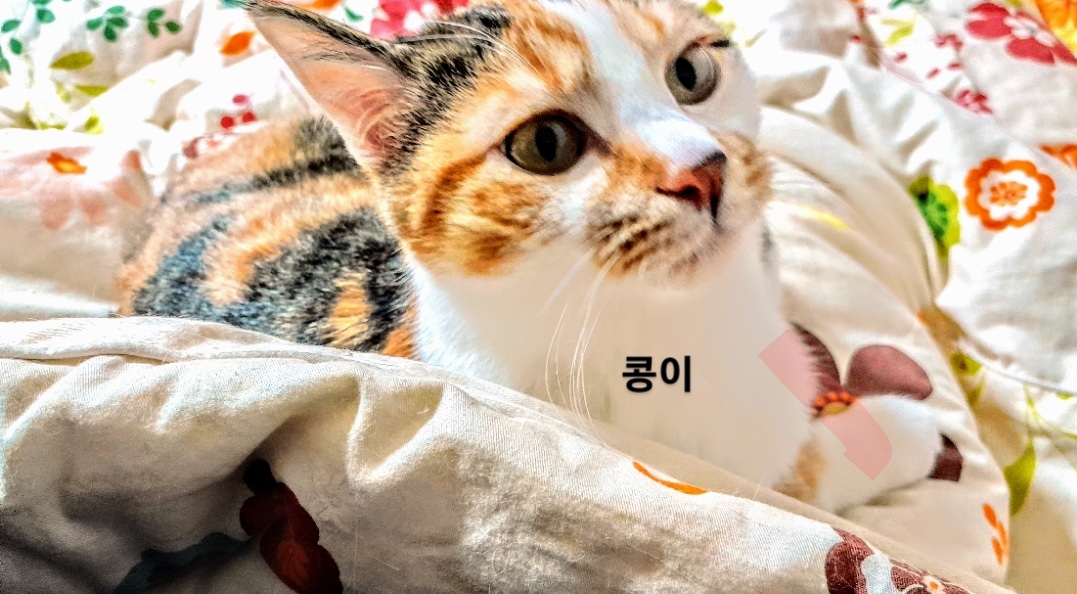 보호중 한국 고양이…