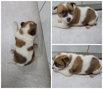 논산시 동물보호센터_444454202400391
