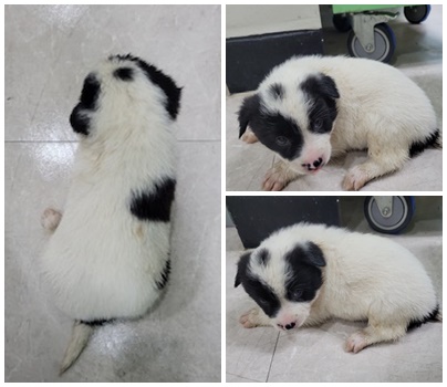 논산시 동물보호센터_444454202400389