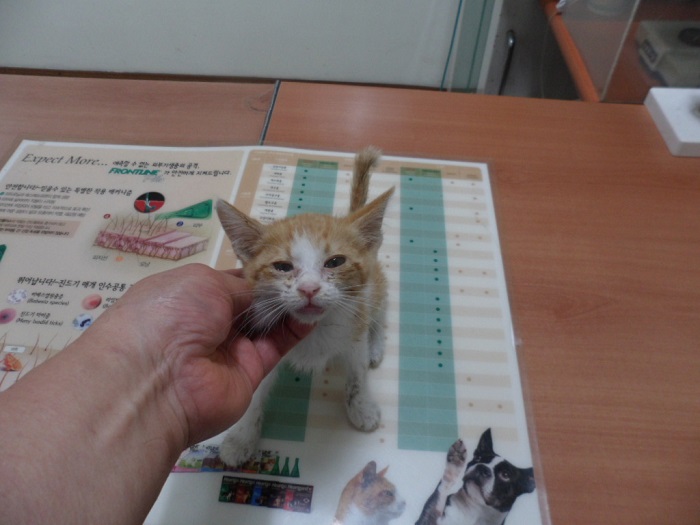 강현림동물병원_411320202400290