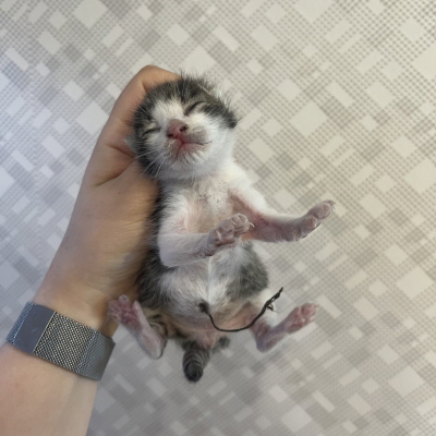 종료(자연사) 한국…
