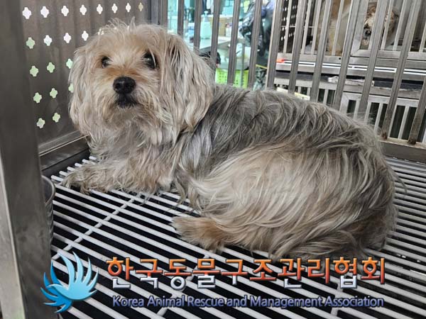 종료(반환) 요크셔…