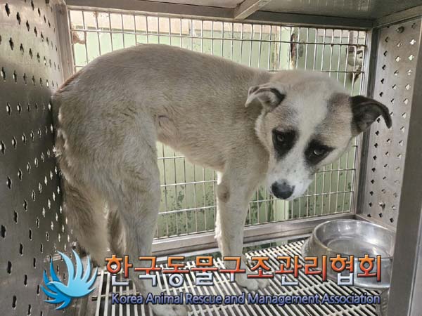 종료(안락사) 믹스…