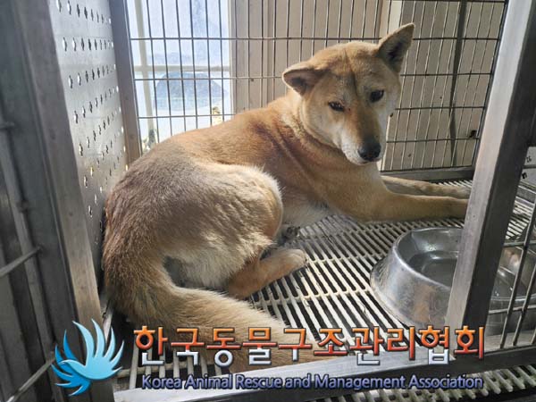 종료(입양) 믹스견…