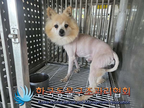 종료(안락사) 포메…