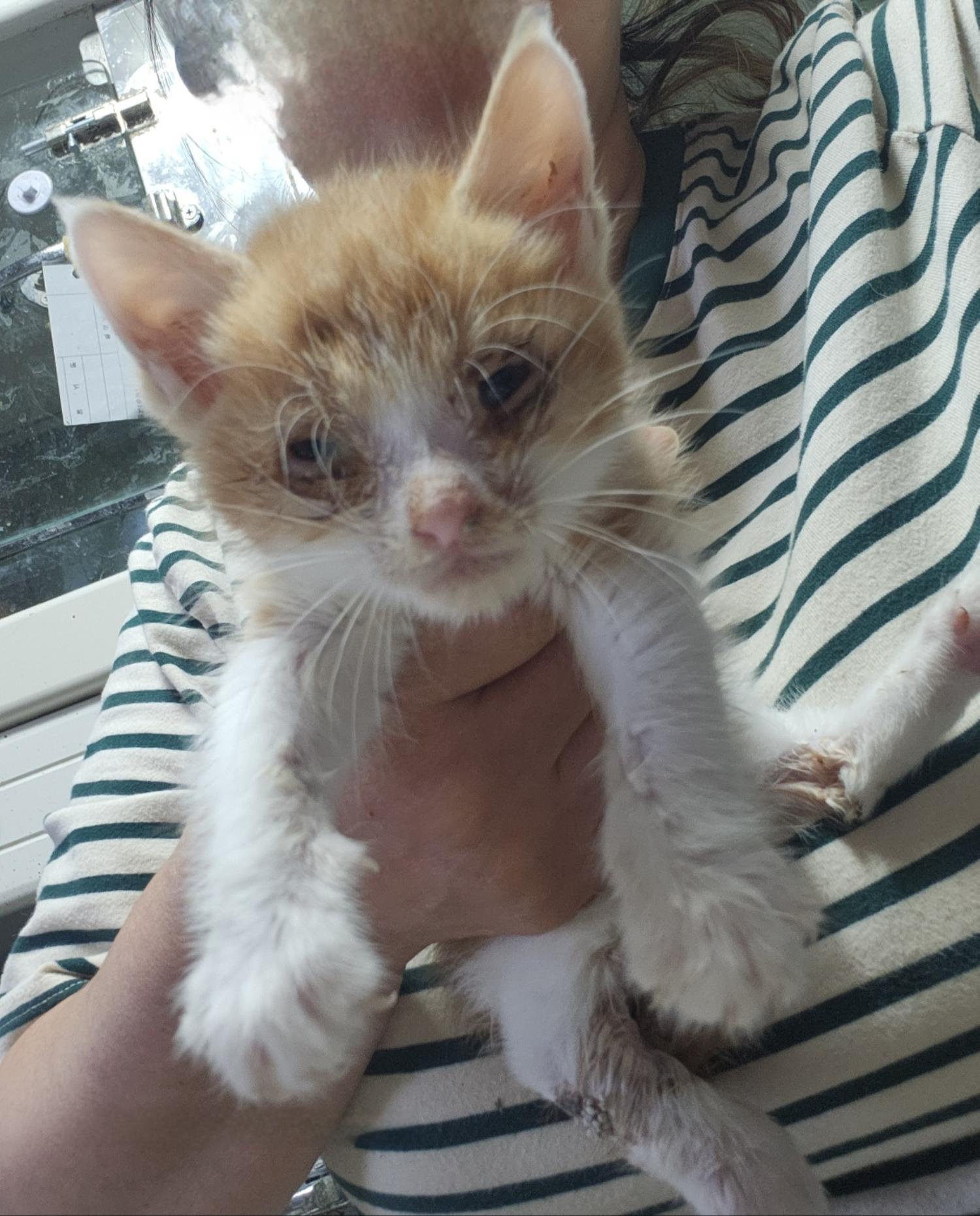 울산유기동물보호센터_431373202400732