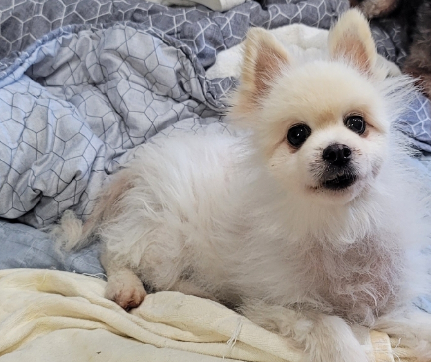 보호중 포메라니안의…