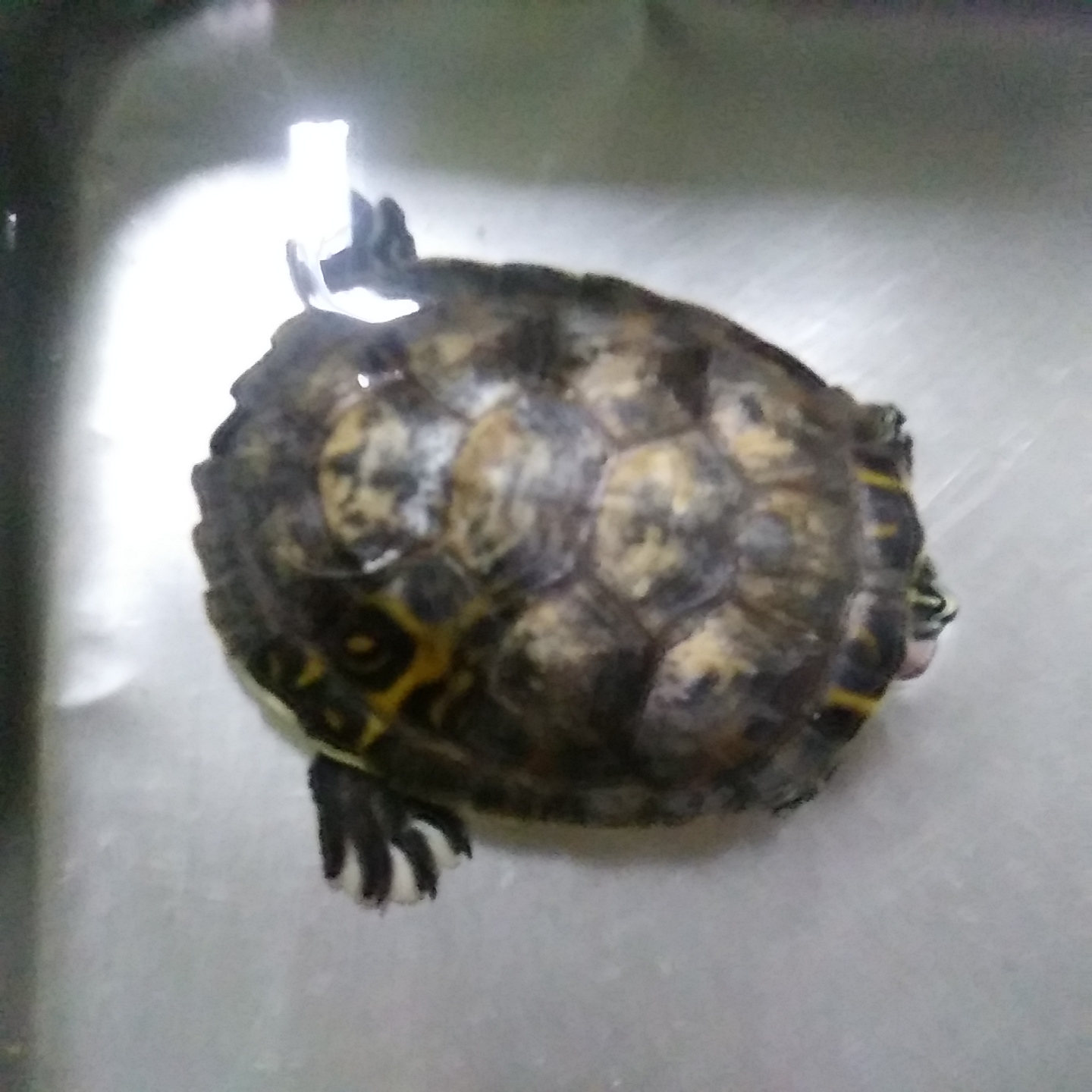 보호중 거북이의 가…