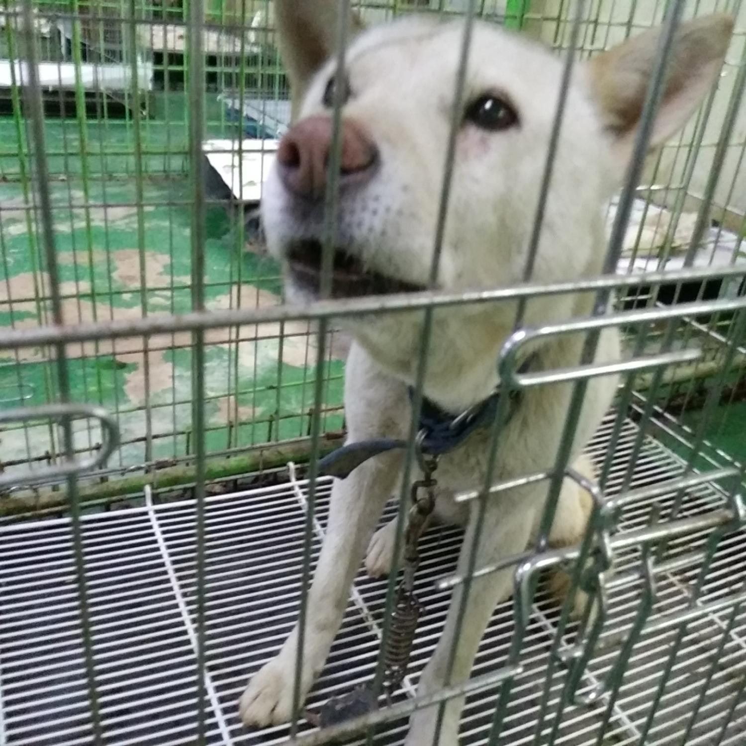 보호중 진도견의 가…