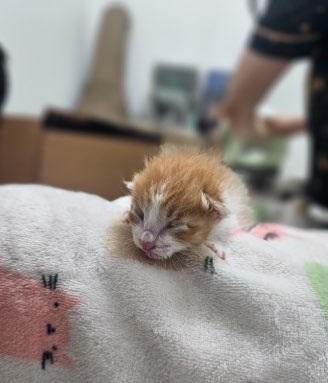 보호중 한국 고양이…