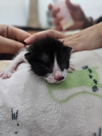 보호중 한국 고양이…