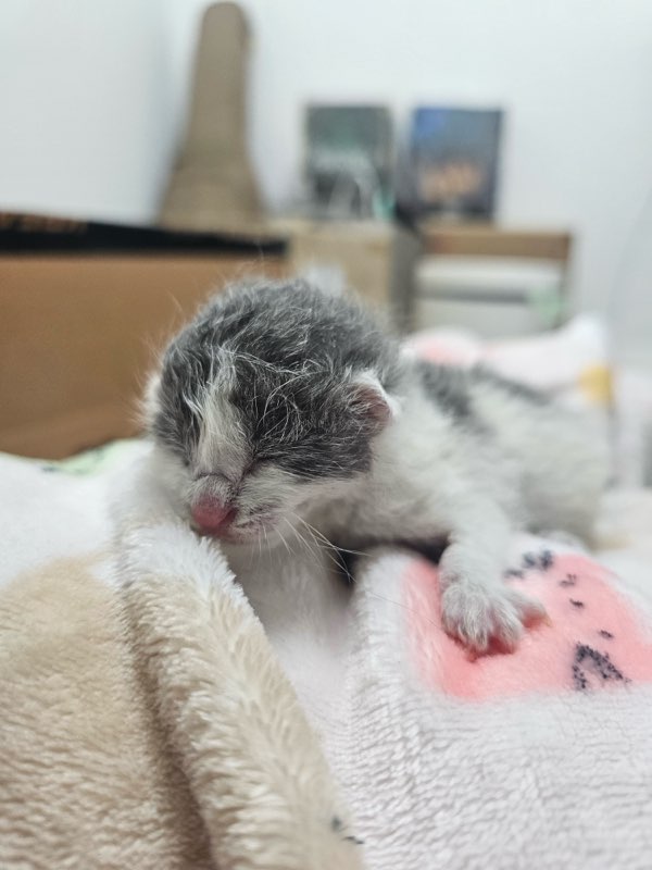 보호중 한국 고양이…