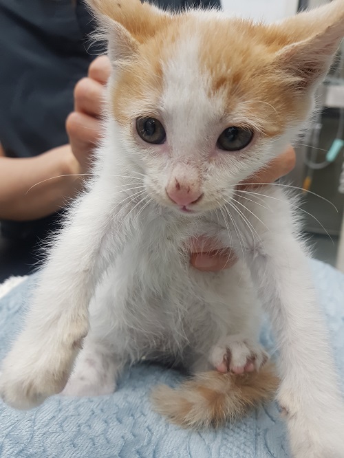 보호중 한국 고양이…
