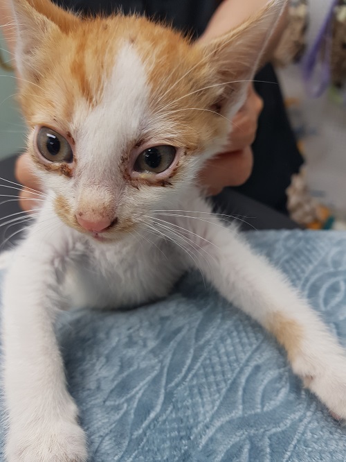 보호중 한국 고양이…