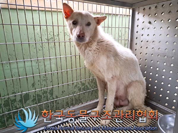 종료(안락사) 믹스…