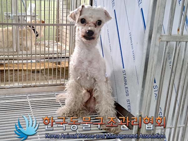 종료(안락사) 푸들…
