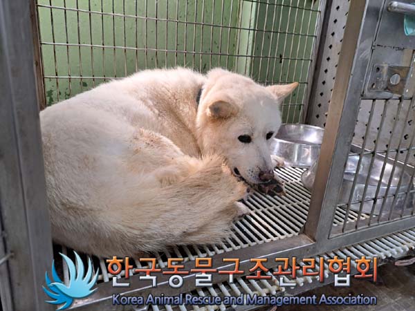 종료(안락사) 믹스…