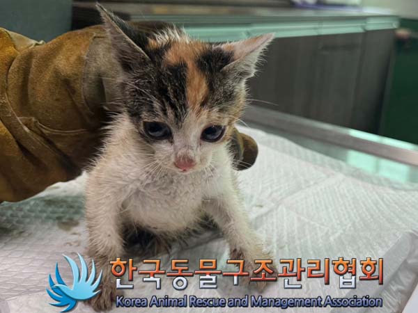 종료(입양) 한국 …