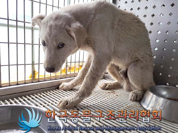 종료(자연사) 믹스…