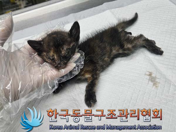 한국동물구조관리협회_441409202400720