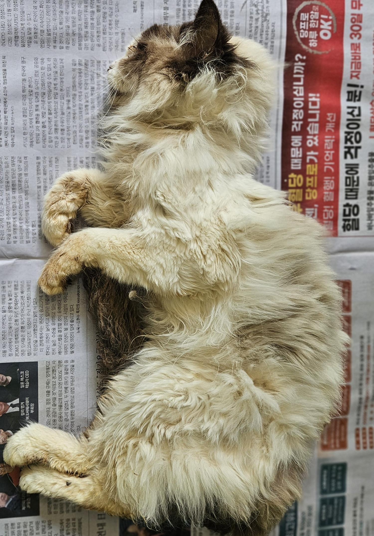 대구유기동물보호협회_427344202400190